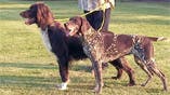 German Pointer (Long and Shorthaired)