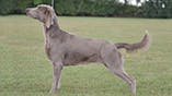 Weimaraner (Short and Long haired)