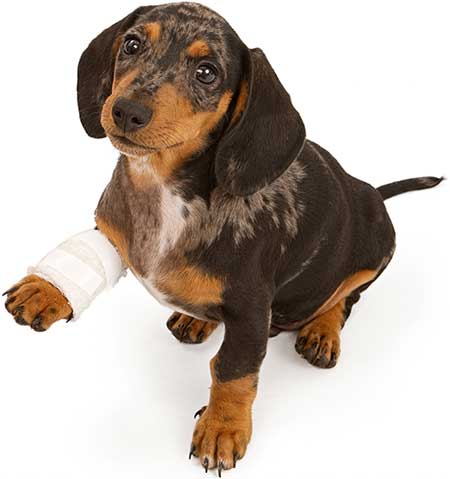 Dog with hurt leg